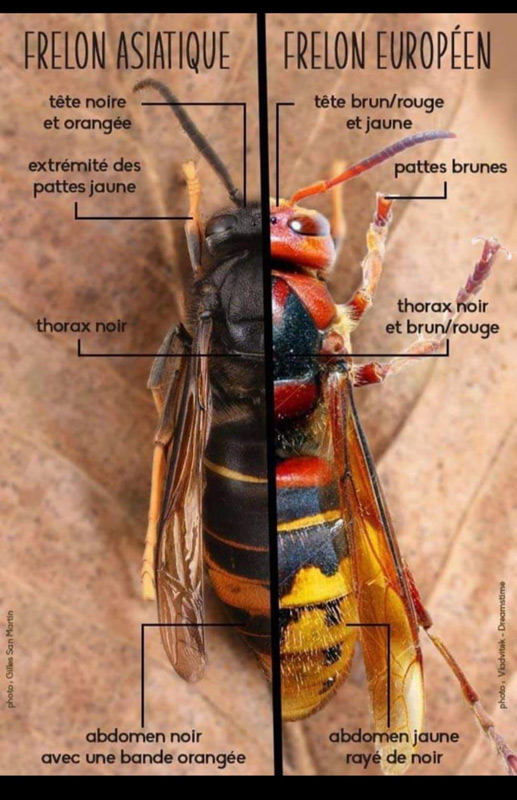 frelon asiatique vs europeen