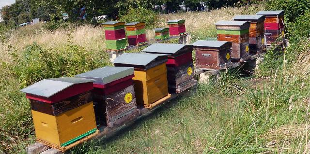 L A P A I Association Protectrice Des Abeilles Ivryennes Ivry 94 L A P A I Association Protectrice Des Abeilles Ivryennes Ivry 94