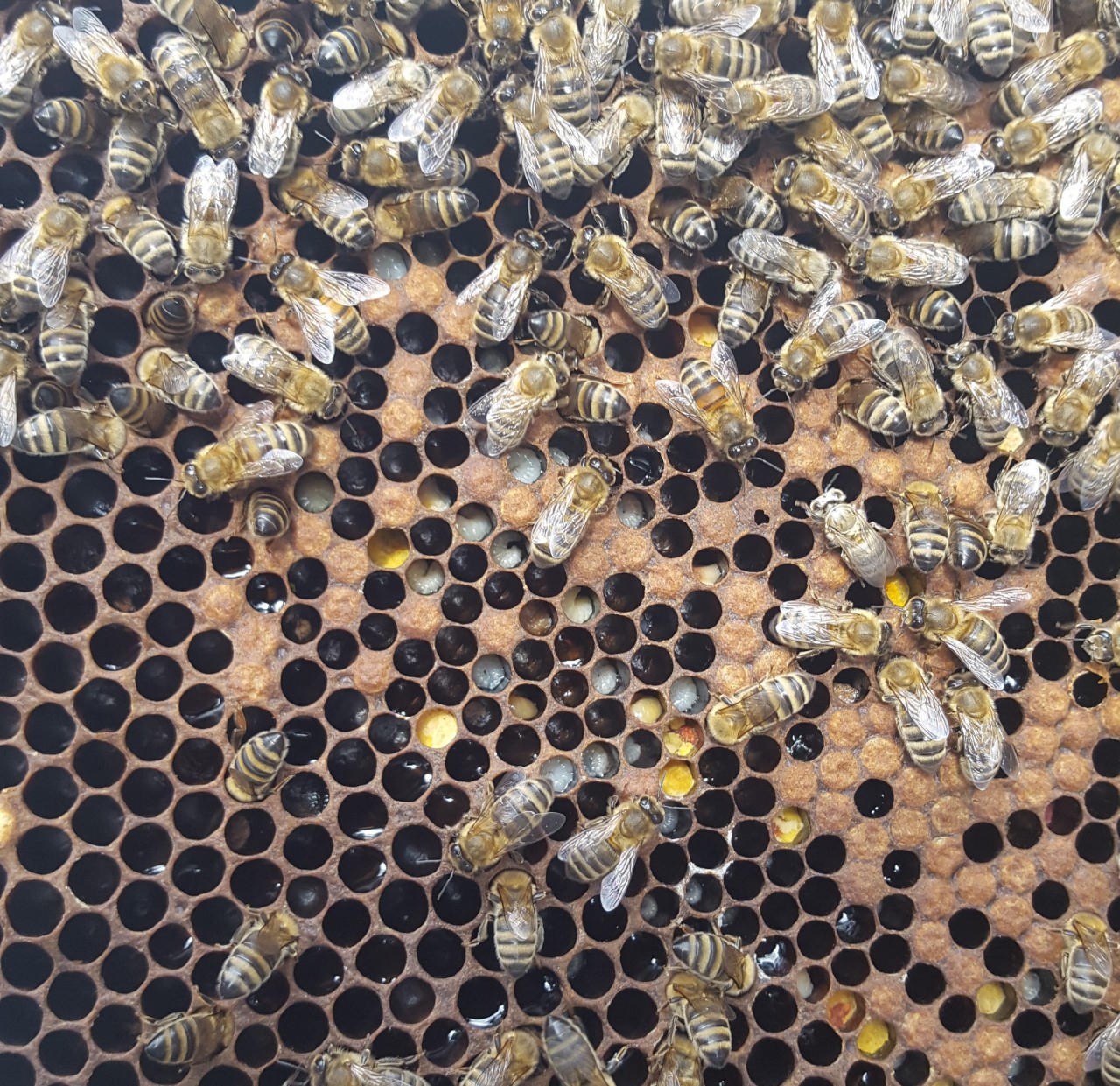 20-avril-2020-larves-et-pollen-multicolore