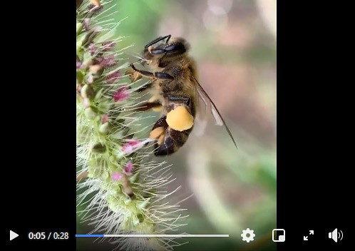 videoabeillerusse