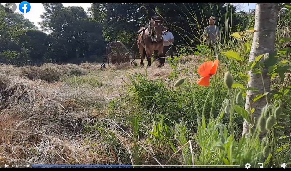 fauchecheval15juin2021