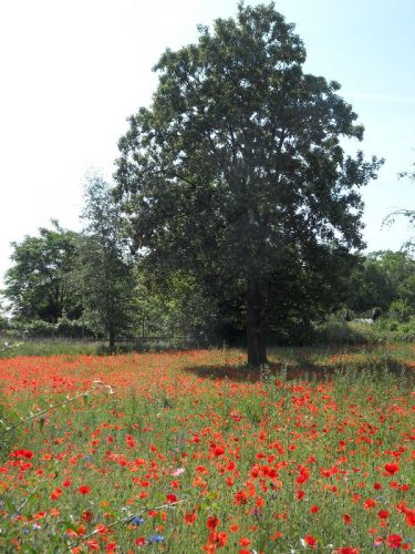 21mai201113 21mai201113