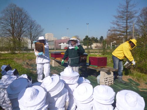 Ohl abeilleruche 20 Ohl abeilleruche 20