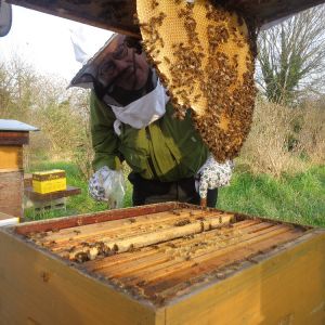 Vol au rucher - 12 mars 2017