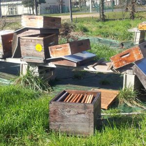 Vandalisme au rucher - 5 mars 2015