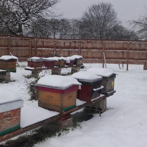 Rucher sous la neige - Février 2018