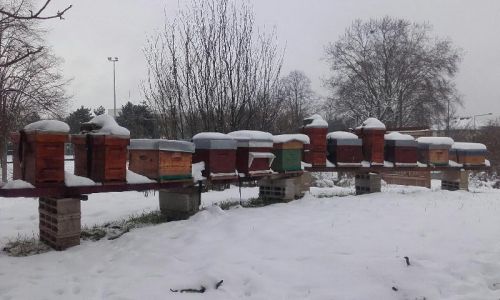 Rucher sous la neige 10 f  vrier 2018 1