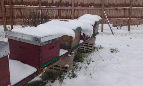 Rucher sous la neige 10 f  vrier 2018 10