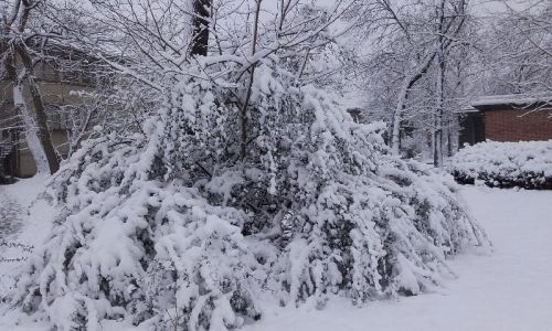 Rucher sous la neige 10 f  vrier 2018 4