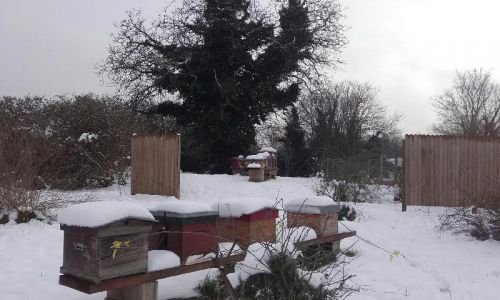 Rucher sous la neige 10 f  vrier 2018 5