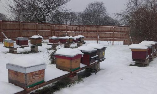 Rucher sous la neige 10 f  vrier 2018 8