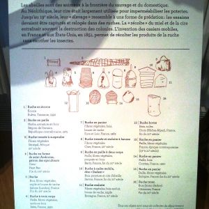 Exposition sur les abeilles au Musée de l'Homme