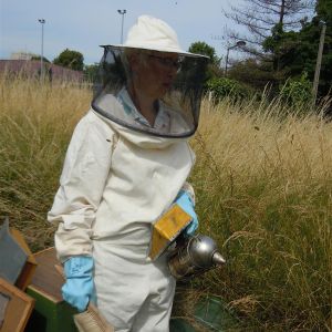 26 juin 2015 : l'oeuvre d'art des abeilles