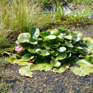 Biodiversité sur le rucher