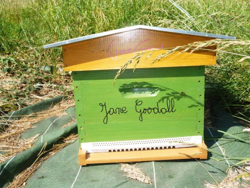 Jane Goodall  2   Large 