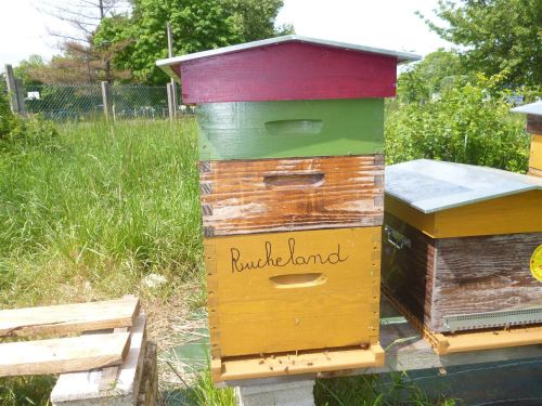 Rucheland   Large 