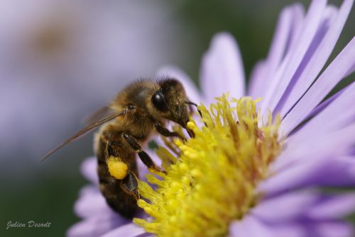 abeille pollen