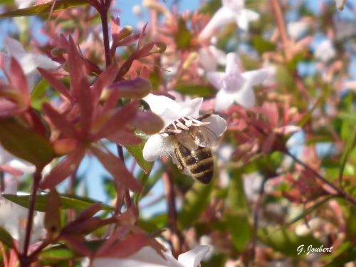 abeilles Cannes juillet 2012  15  