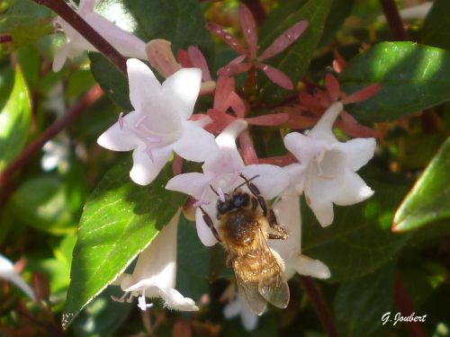 abeilles Cannes juillet 2012  21  