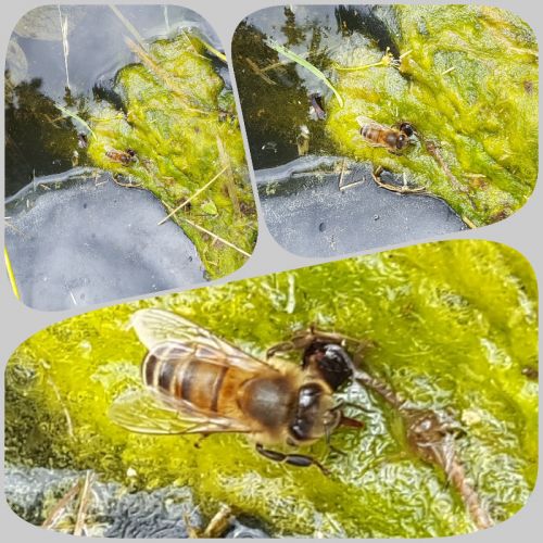 abeilles qui boivent  1 