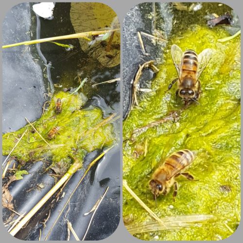 abeilles qui boivent  2 