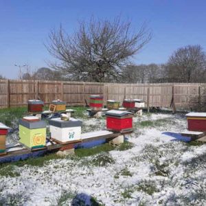 Le rucher sous la neige - Février 2021