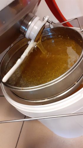 desoperculation extraction 28 aout 2021 6 desoperculation extraction 28 aout 2021 6